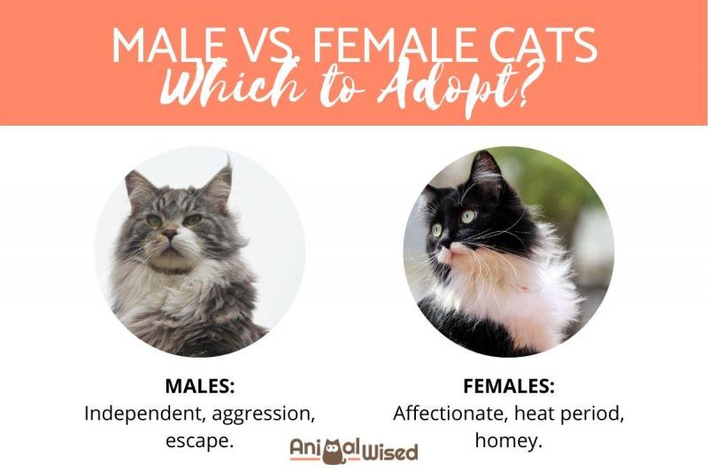 Czy powinienem kupić kocura czy kotkę?