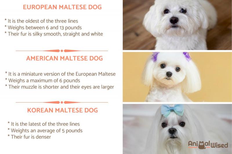 Amerykański Shih Tzu w skrócie