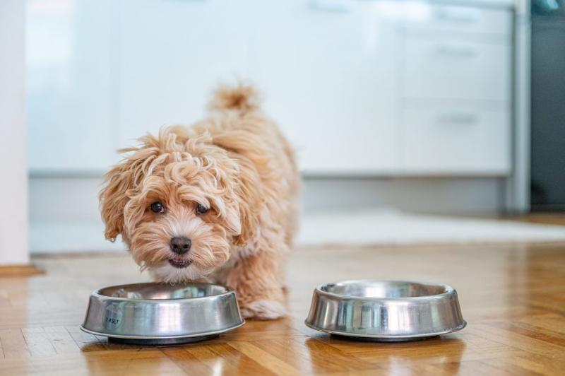 Kupowanie karmy dla psów luzem: korzyści i zagrożenia