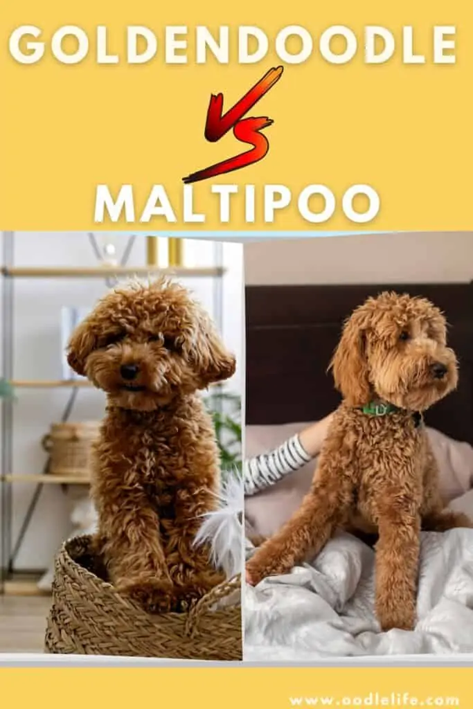 Maltipoo vs Goldendoodle: Różnice (ze zdjęciami)