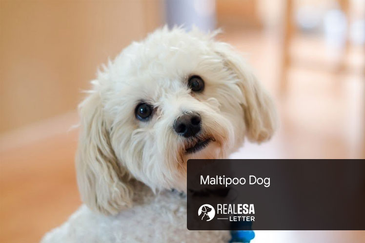 Czy maltańczyki są bardziej agresywne niż inne psy? Przyczyny, temperament i sugestie