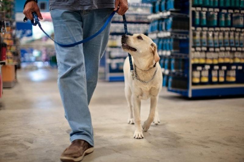 Czy psy służbowe mogą przebywać w sklepach HomeGoods?