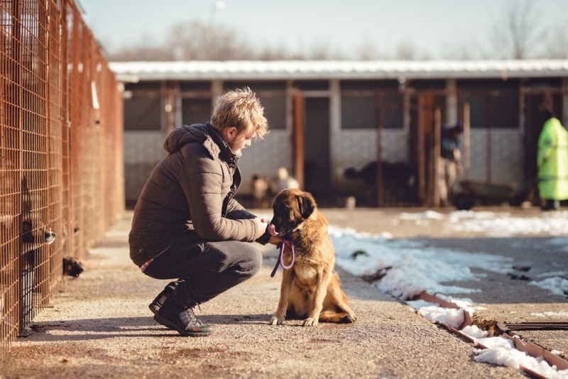 Znaczenie adopcji psa ze schroniska