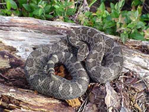 1. Northern Copperhead