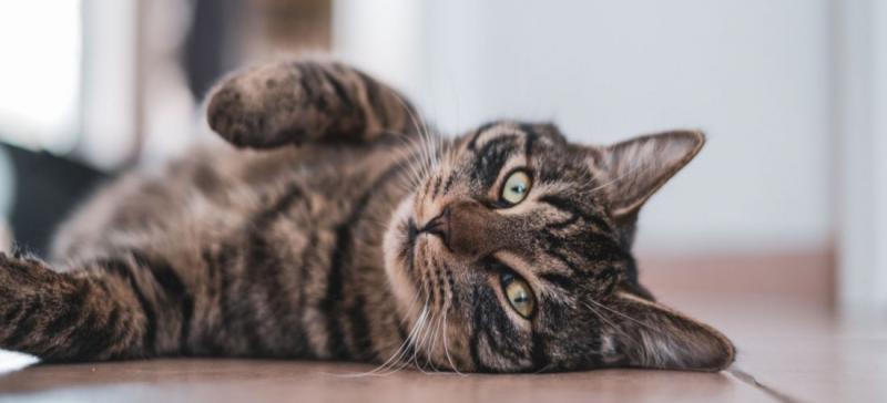 7 domowych sposobów na leczenie ran u kotów