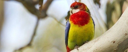 6 ptaków Rosella, które są świetnymi zwierzętami domowymi