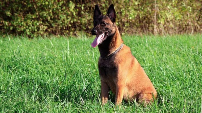 Jak bardzo szczeka belgijski malinois? Wskazówki, temperament i szkolenie