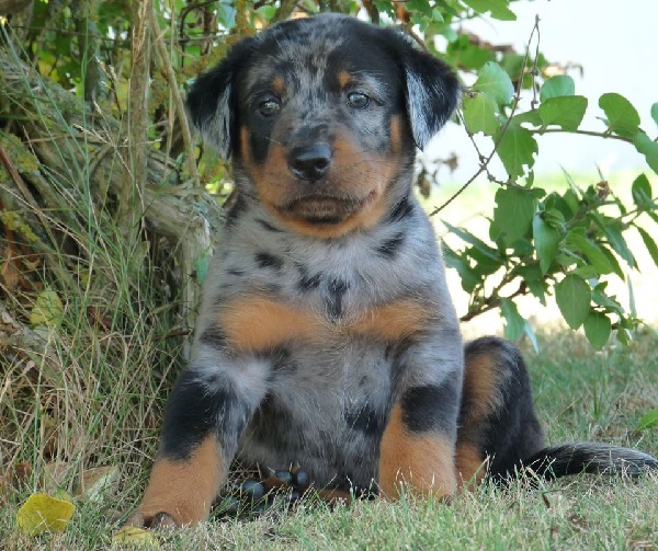 13. Catahoula Leopard Dog