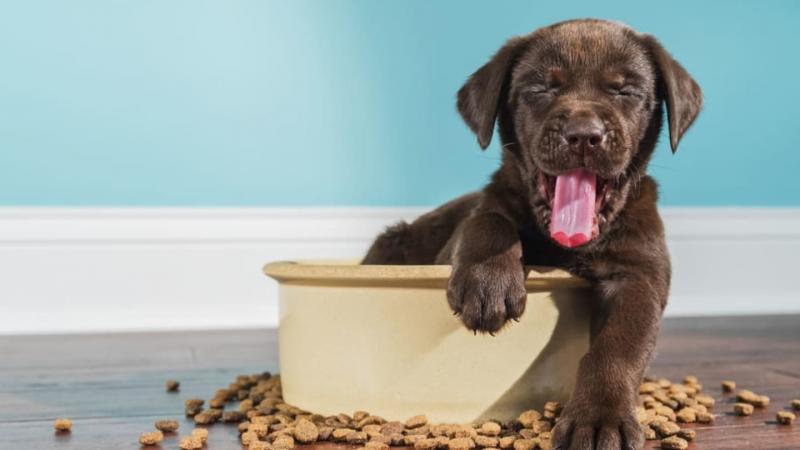 W skrócie: Najlepsze przepisy na karmę dla psów Hungry Bark: