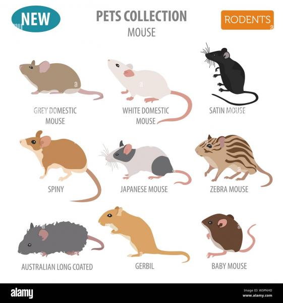 7 rodzajów odmian myszy domowych (ze zdjęciami)