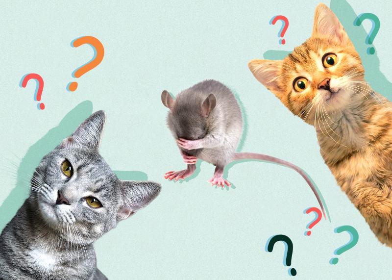 Jeśli Twój kot zjadł mysz, która połknęła trutkę, czy powinieneś się martwić?