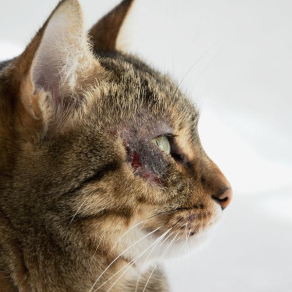 Malassezia zapalenie skóry u kotów: Fakty i FAQ zatwierdzone przez weterynarza