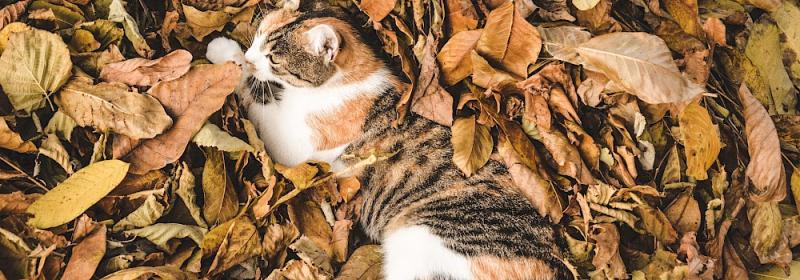 Czy koty rozumieją zmiany pór roku? Co mówi nauka