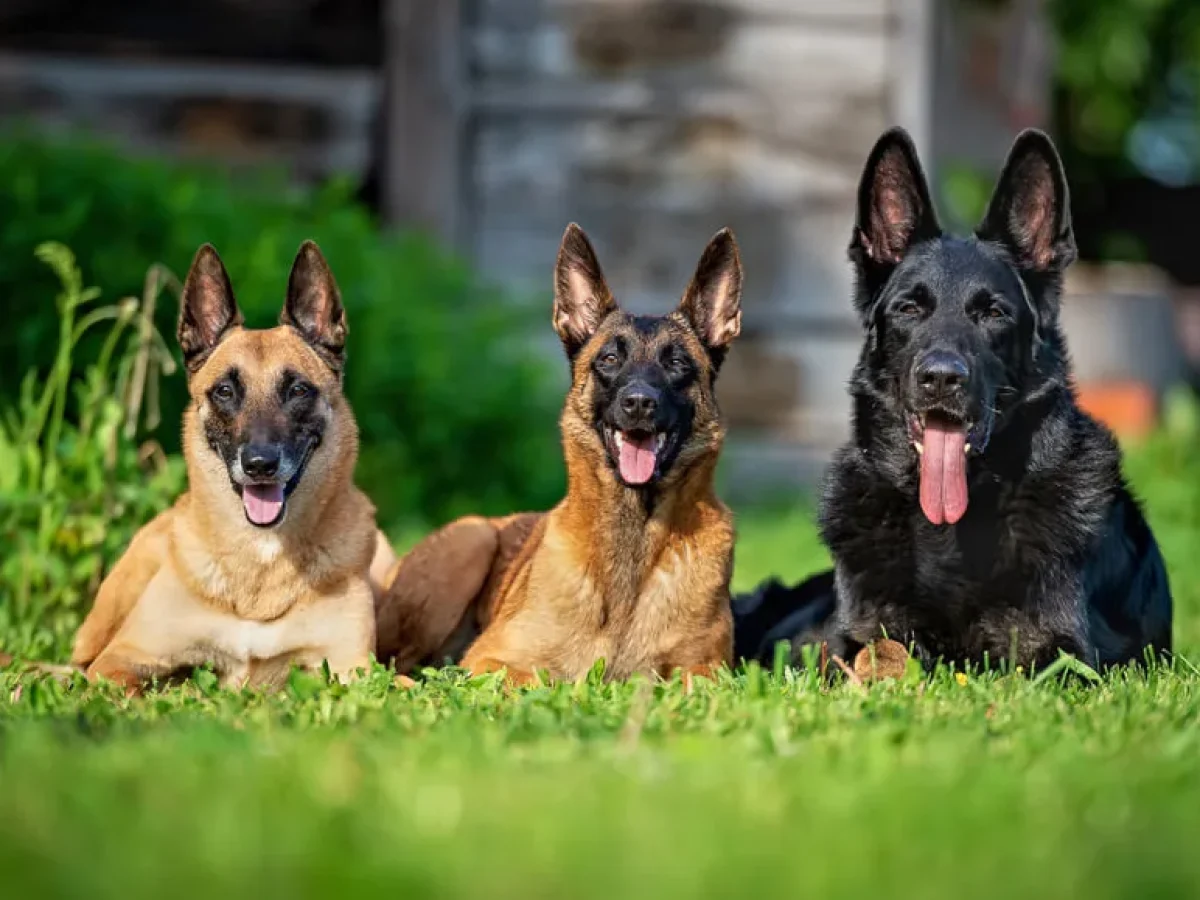 Te niezwykłe psy występują w różnych rasach, z których każda ma swoje unikalne zdolności i cechy. W tym artykule poznamy 16 najczęściej wykorzystywanych w wojsku ras psów, wraz z kilkoma urzekającymi zdjęciami, które pokazują ich siłę i piękno.