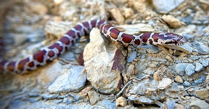 7 węży występujących w Kentucky (ze zdjęciami)