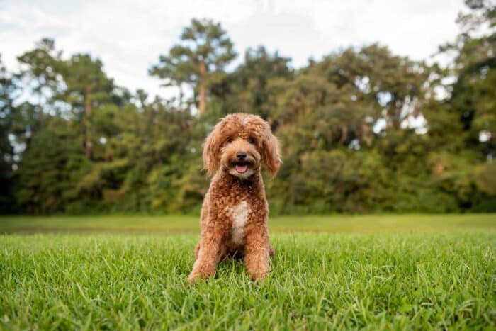 Najwcześniejsze wzmianki o Black Mini Goldendoodle w historii