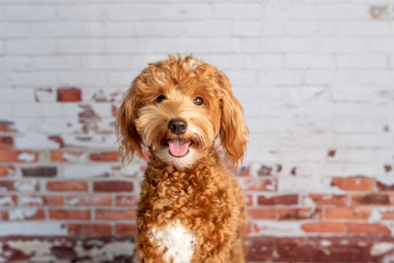 Szczenięta rasy Goldendoodle miniaturowy