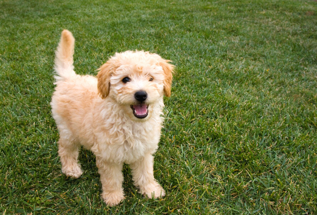 Co należy wiedzieć, posiadając Bichon Frise Golden Retriever: