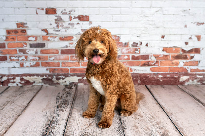 Posiadanie Goldendoodle'a przy ograniczonym budżecie