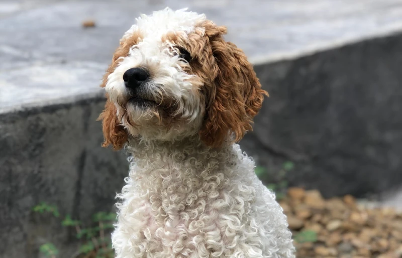 2. Czarny Goldendoodle