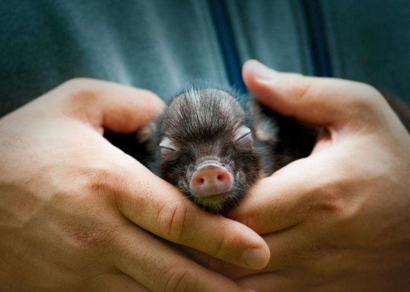 16 najczęstszych problemów związanych ze świnkami miniaturowymi