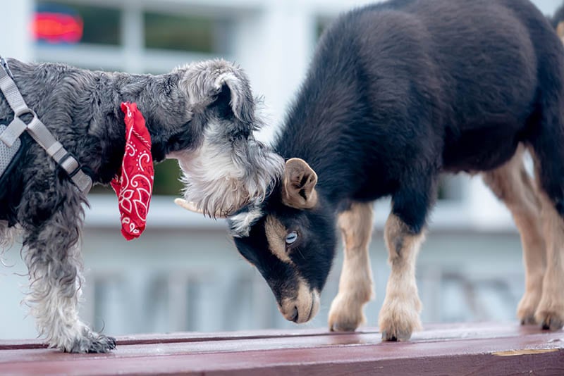 Czy kozy i psy się dogadują? Fakty zatwierdzone przez weterynarza i często zadawane pytania