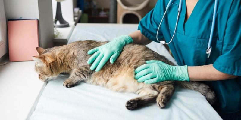 Czy koty muszą pościć przed operacją? (Odpowiedź weterynarza)
