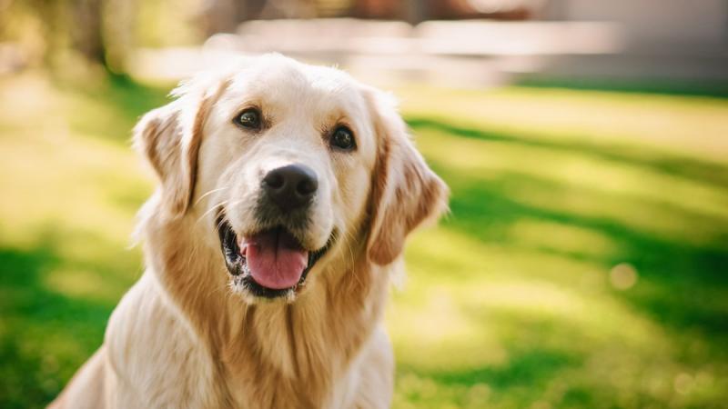 Czy golden retrievery lubią się przytulać bardziej niż inne rasy? Preferencje afektywne psów