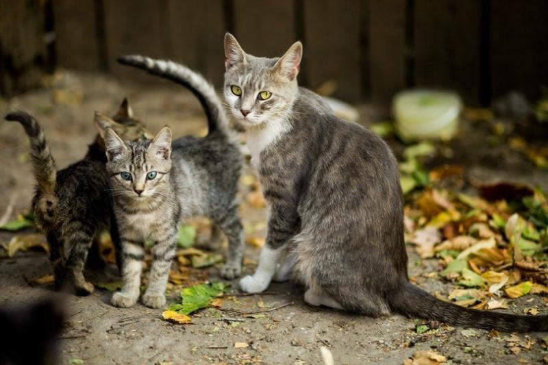 Jak koty noszą swoje kocięta? Zachowanie kotów, fakty i najczęściej zadawane pytania