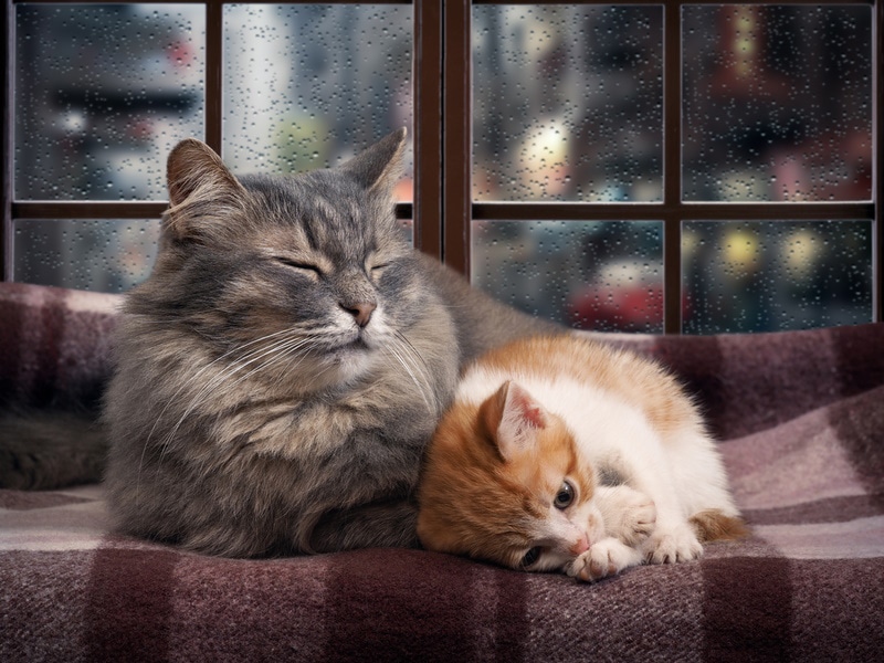 Letarg: Koty są najbliżej hibernacji