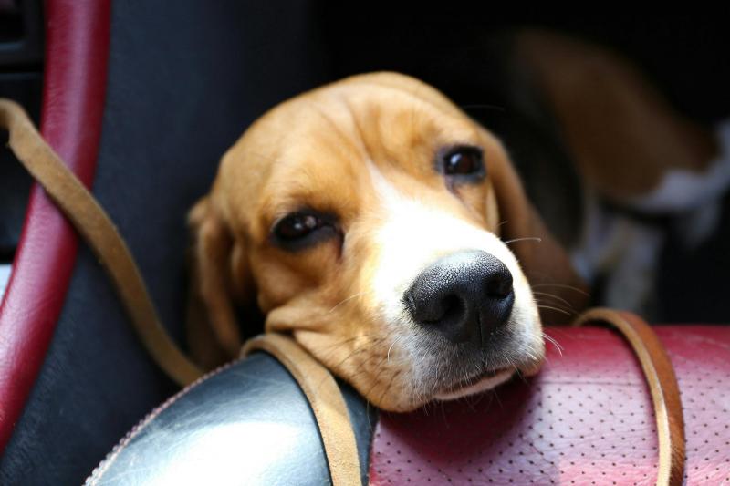 Jak opiekować się psem z chorobą lokomocyjną?