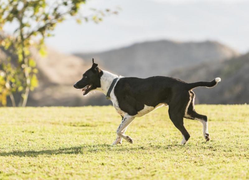 Temperament i inteligencja Mountain Cur