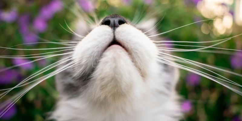 Czy złamane kocie wąsy odrosną?