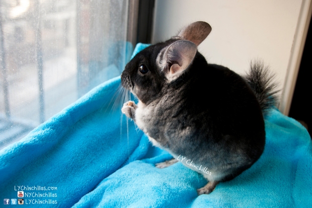 Czy szynszyle mogą jeść karmę dla królików? Co musisz wiedzieć