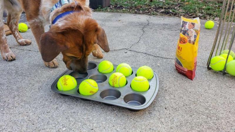 10 ekologicznych zabawek dla psów do samodzielnego wykonania w domu (ze zdjęciami)