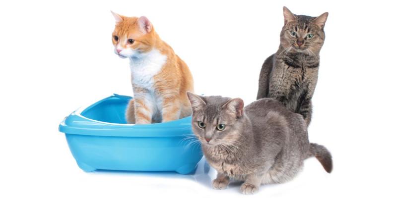 4. Dr. Elsey's Kitten Attract Clay Cat Litter - najlepszy dla kociąt