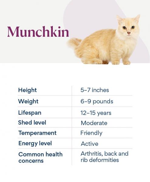 Historia kotów rasy Munchkin