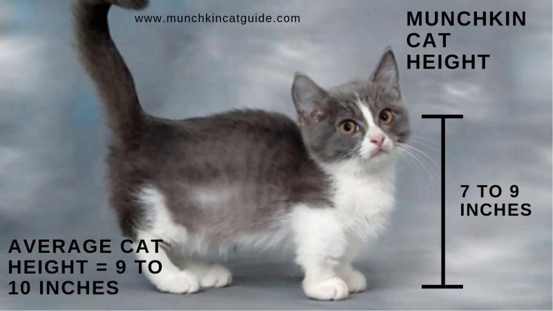 Przegląd rasy kotów Munchkin