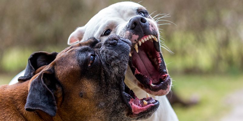 3 wskazówki, jak przerwać walkę psów