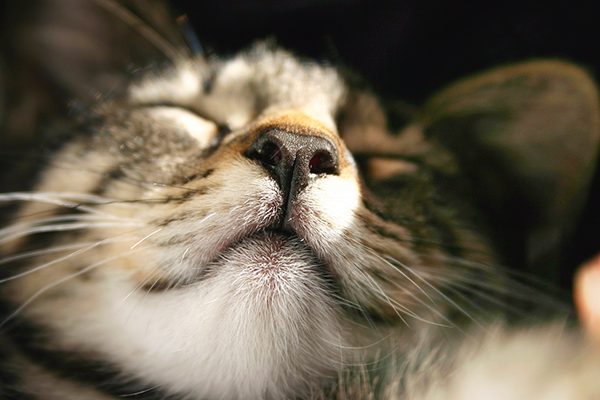 Guzki na grzbiecie nosa kota mogą mieć różne przyczyny. Jedną z możliwości jest to, że może to być nieszkodliwa torbiel lub mały ropień, który może powstać w wyniku zadrapania lub ukąszenia owada. Tego typu guzy zwykle ustępują samoistnie z czasem lub mogą być łatwo leczone przez weterynarza.
