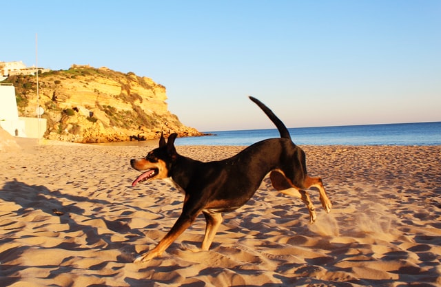 Które plaże w Malibu są dozwolone dla psów?