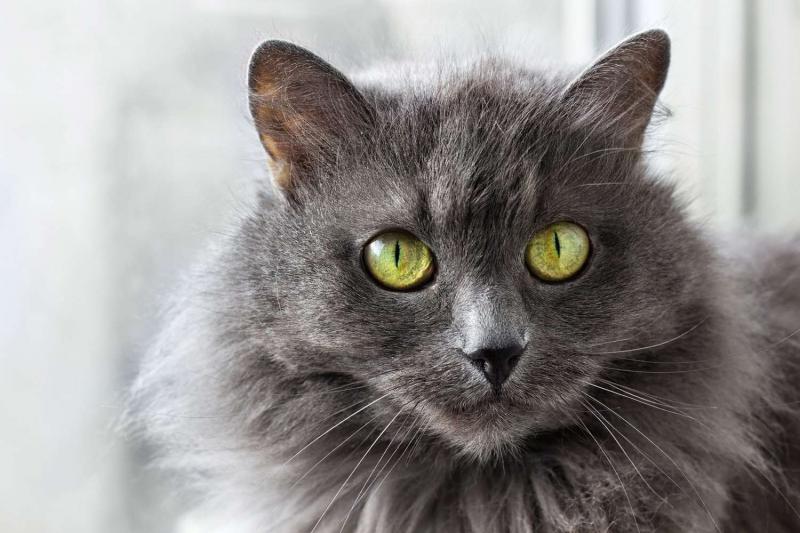 Rasa kotów Nebelung: informacje, cechy i zdjęcia
