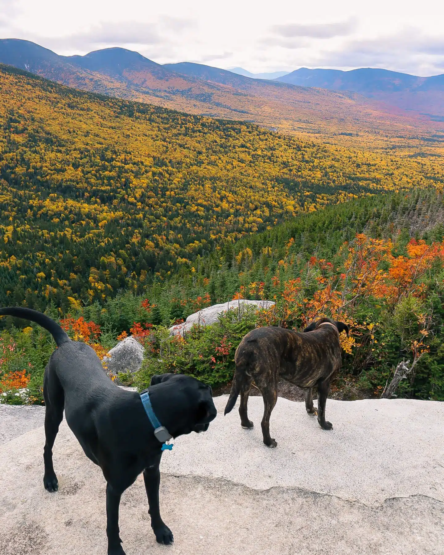 Czy jesteś właścicielem psa i szukasz nowych przygód pieszych w pięknym stanie New Hampshire? Nie szukaj dalej! Przygotowaliśmy listę 10 przyjaznych psom szlaków turystycznych, które zapewnią Tobie i Twojemu futrzanemu przyjacielowi zapierające dech w piersiach widoki, świeże powietrze i mnóstwo ruchu.