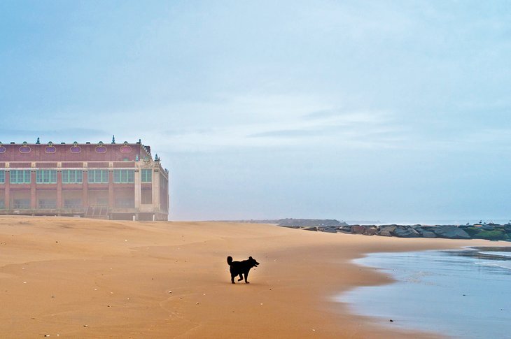 10 wspaniałych plaż w New Jersey przyjaznych psom