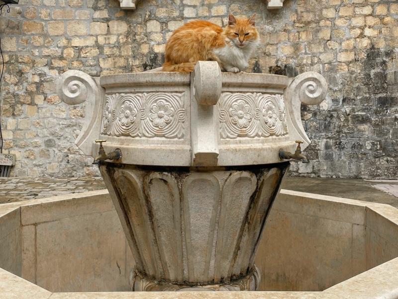 Ile kotów żyje w mieście Kotor w Czarnogórze?