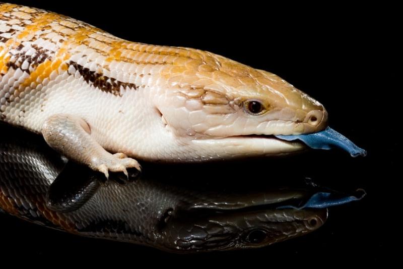 1. Irian Jaya Blue Tongue Skink