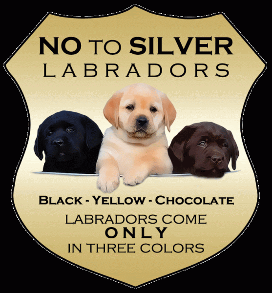 Jeśli szukasz szczeniaka Labrador retriever w Ohio, jesteś we właściwym miejscu! Zebraliśmy pełną listę hodowców w Ohio, którzy w 2024 roku będą mieli w sprzedaży szczenięta rasy Labrador retriever. Labrador Retrievery są znane ze swojej przyjaznej i towarzyskiej natury, co czyni je doskonałymi zwierzętami rodzinnymi. Niezależnie od tego, czy jesteś doświadczonym właścicielem psa, czy rodzicem szczeniaka po raz pierwszy, Labrador Retriever wniesie radość i miłość do Twojego domu.