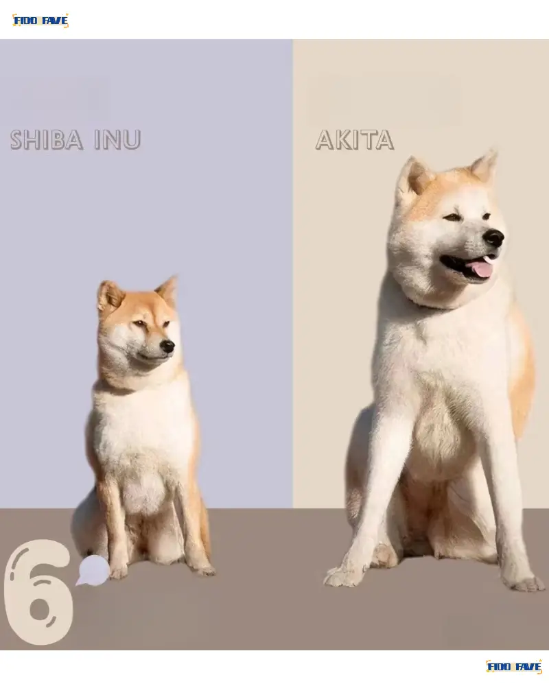 Akita Breed Variations and Colors