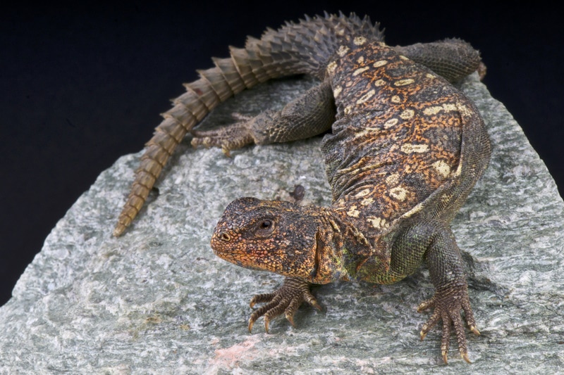 7 rodzajów Uromastyx: historia, zdjęcia i informacje