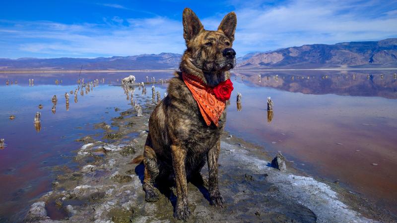 3. undefinedWoofington Beach: Jeśli Twój futrzany przyjaciel uwielbia piasek i surfing, Woofington Beach to idealne miejsce dla niego. Położony na wspaniałym wybrzeżu Kornwalii, ten park dla psów oferuje kilometry piaszczystych plaż, idealnych do zabawy w aportowanie lub orzeźwiającej kąpieli w morzu.